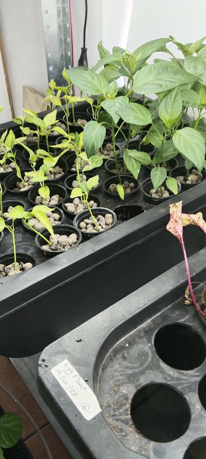 DWC hydroponics