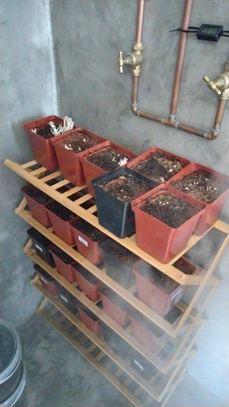 Low Cost Mushroom Agriculture Innovation