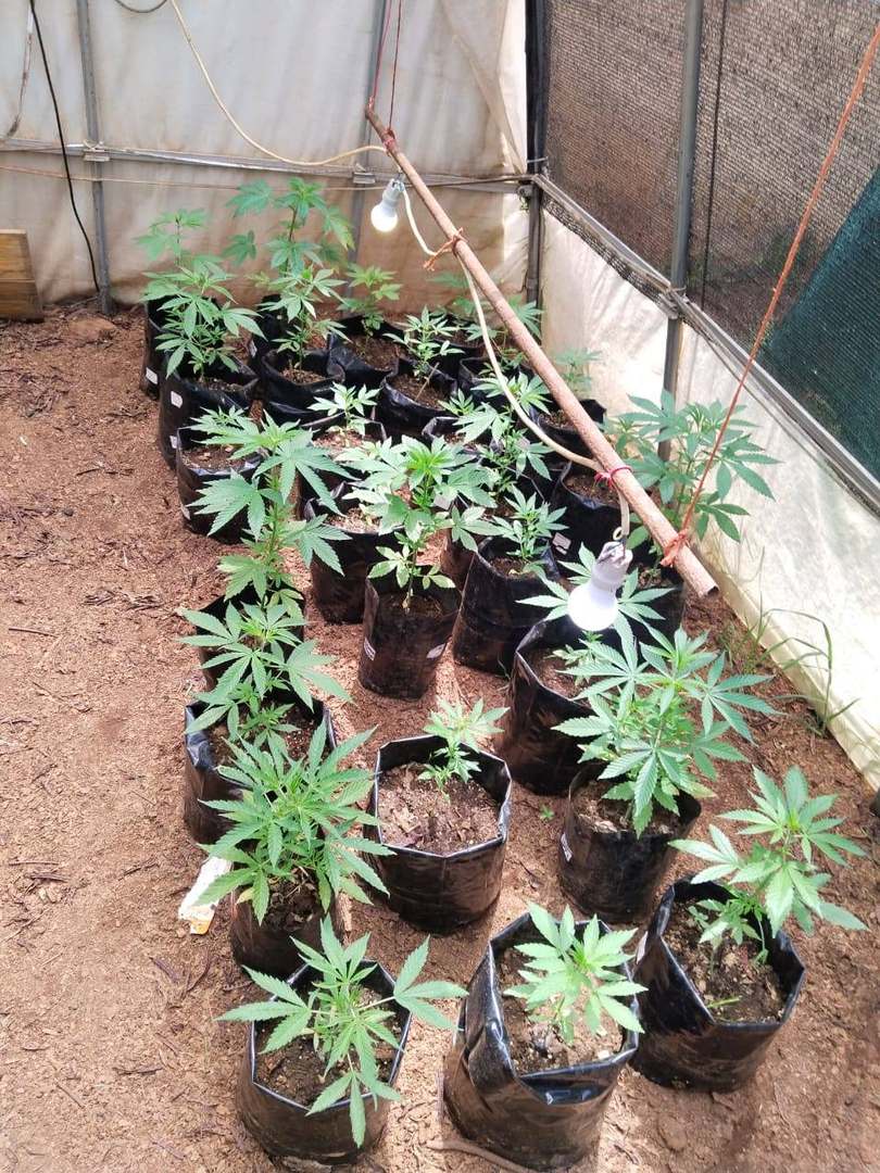 Early Vegetative Establishment in a Gold Leave One greenhouse