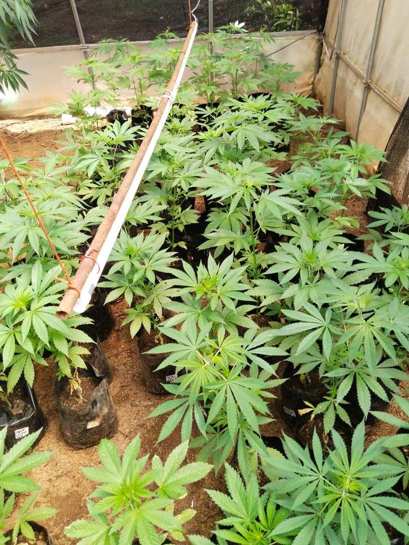 Vegetative Growth & Canopy Formation in a Gold Leave One greenhouse