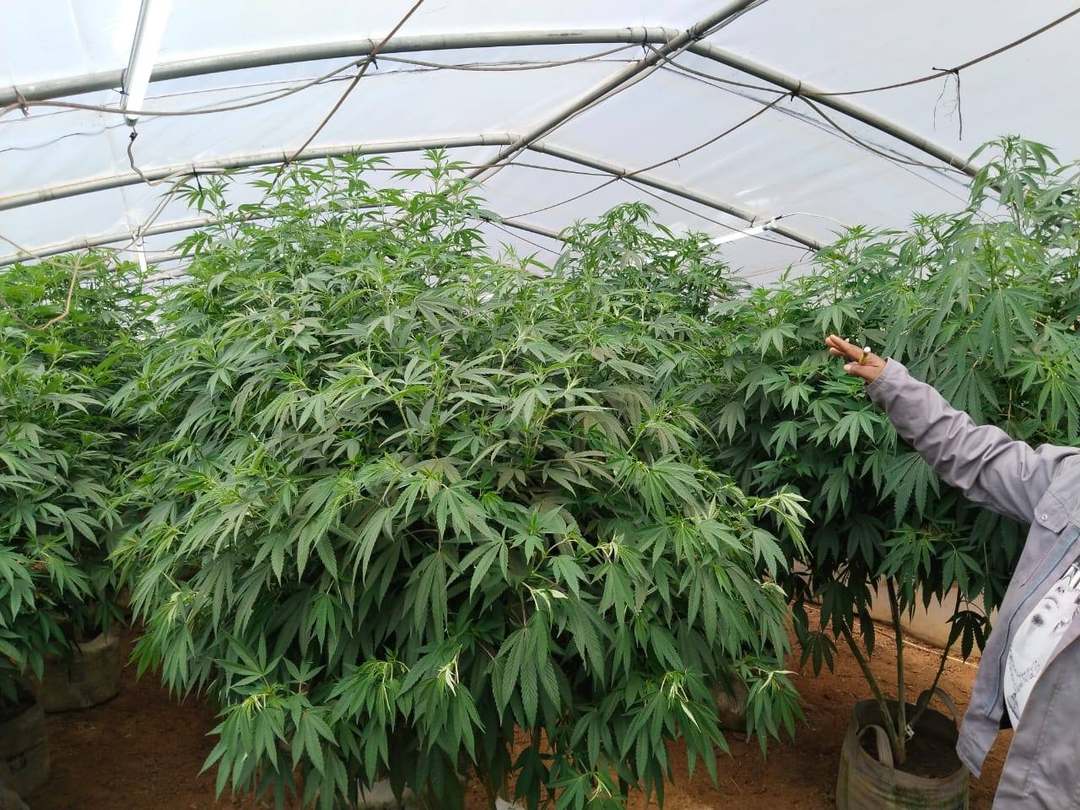 Mature Vegetative & Pre-Flower Transition in a Gold Leave One greenhouse