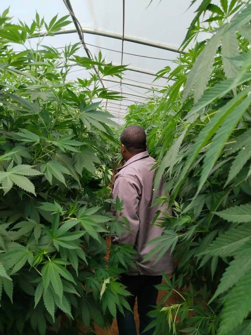 Canopy Management & Crop Monitoring in a Gold Leave One greenhouse