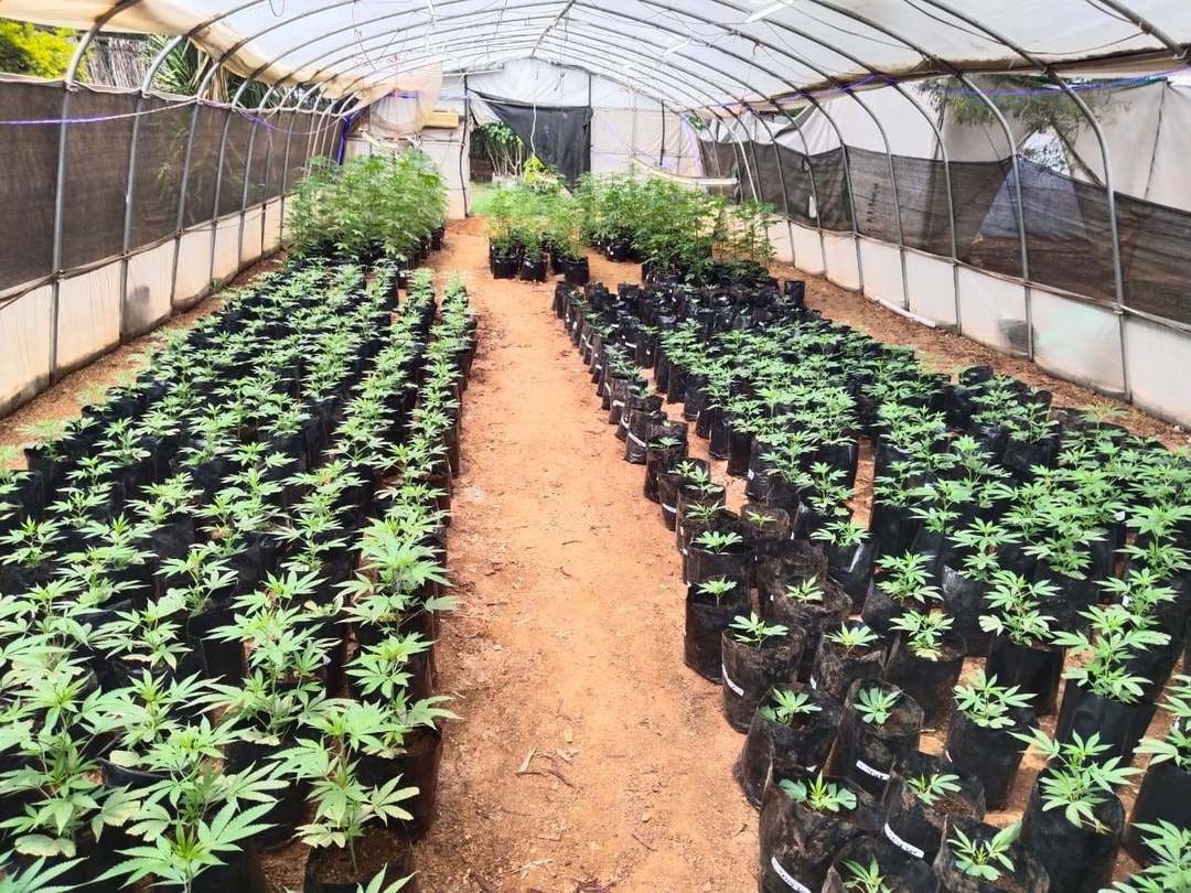 Staggered Batches from Nursery to Production in a Gold Leave One greenhouse