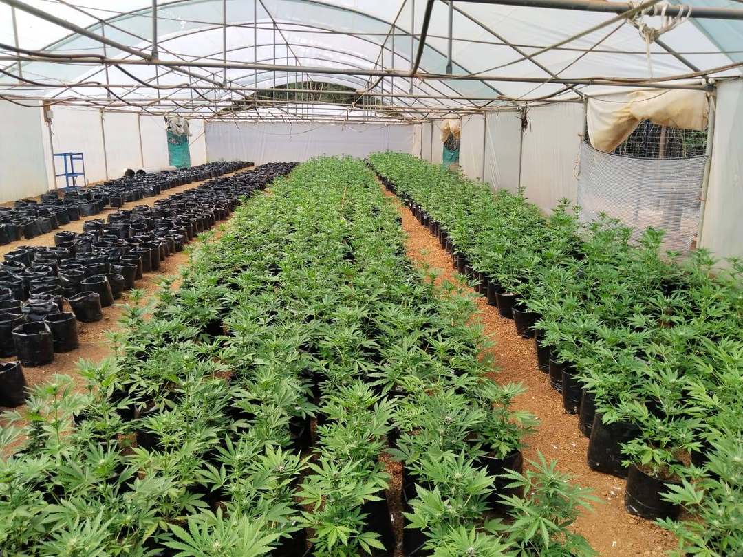 Early Flowering & Uniform Production in a Gold Leave One greenhouse
