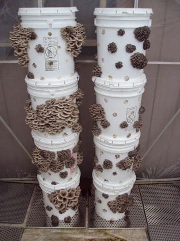 Gourmet mushrooms growing from stacked reusable bucket systems