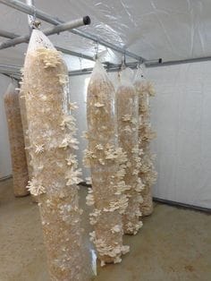 Gourmet mushrooms fruiting from hanging grow bags in a controlled growing room