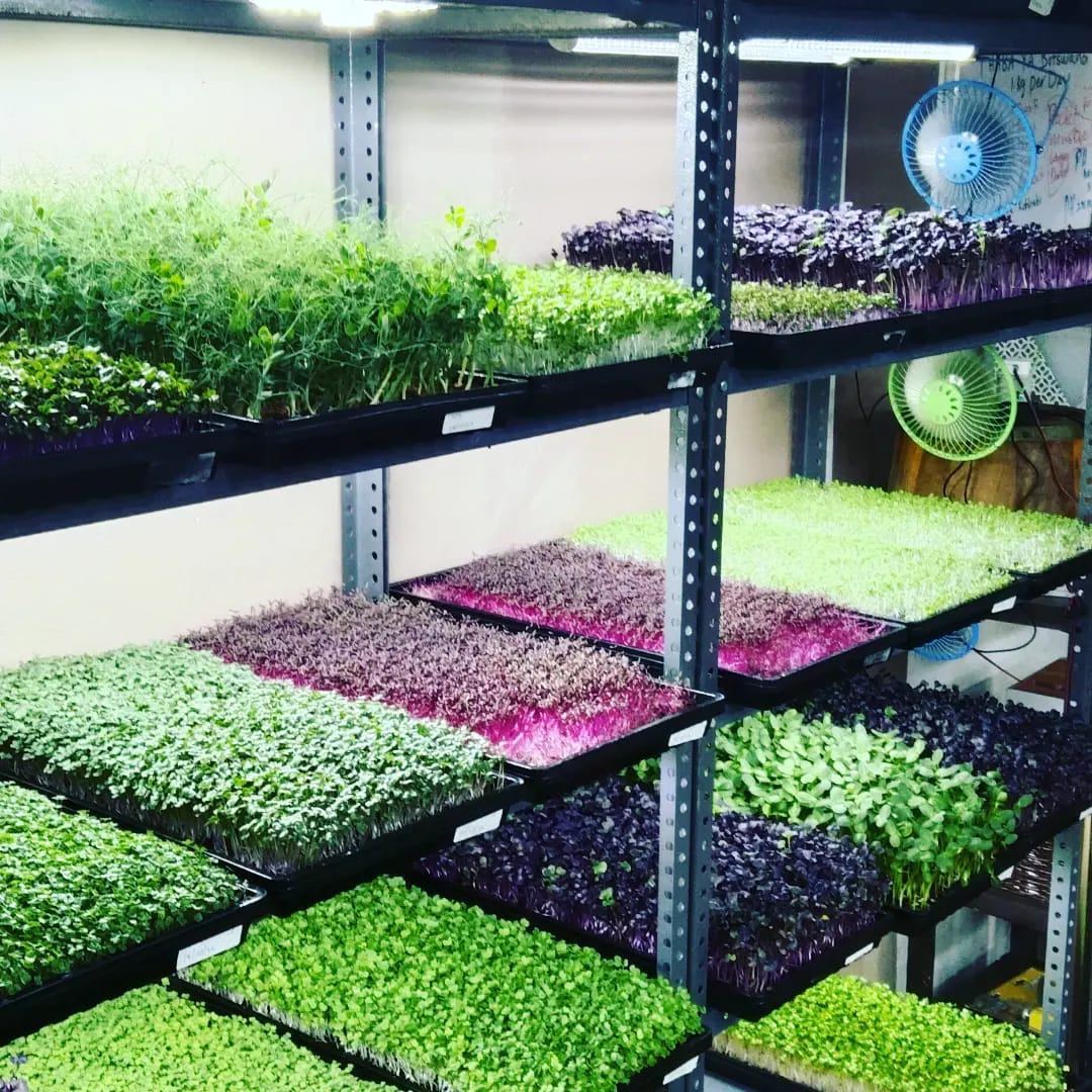 Successful Indoor Production