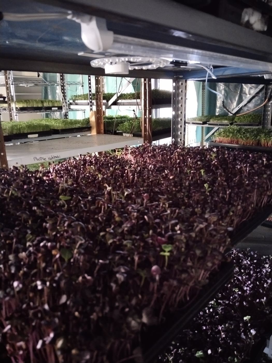 Purple Kohlrabi Learning Crop