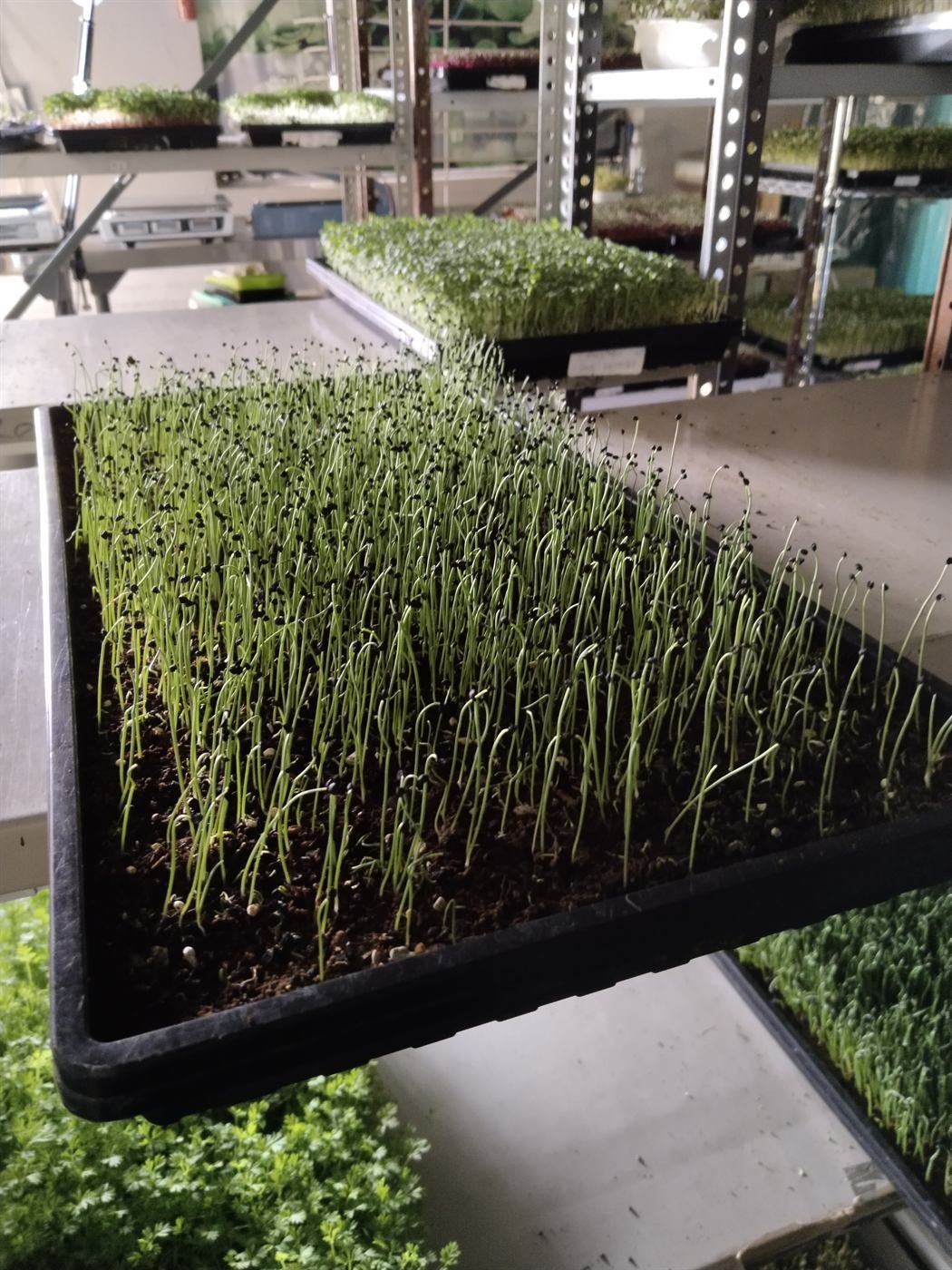 Early Germination Practice