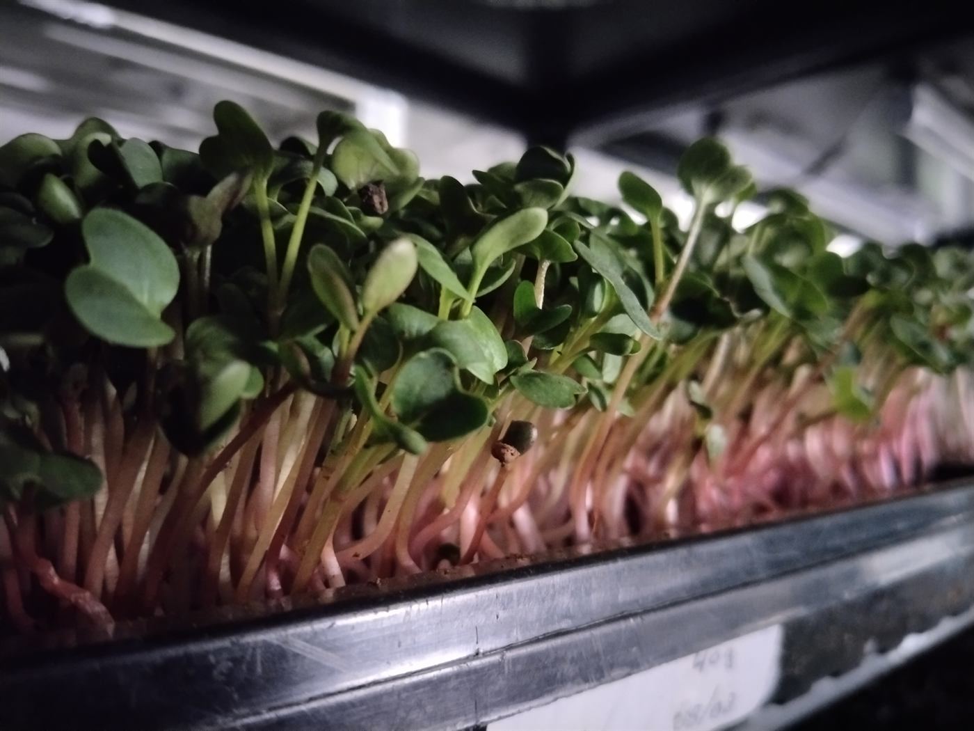 Microgreen Growth Close-up