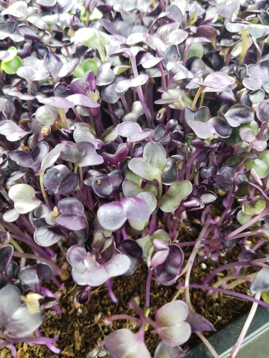 Nutrient-rich Microgreens
