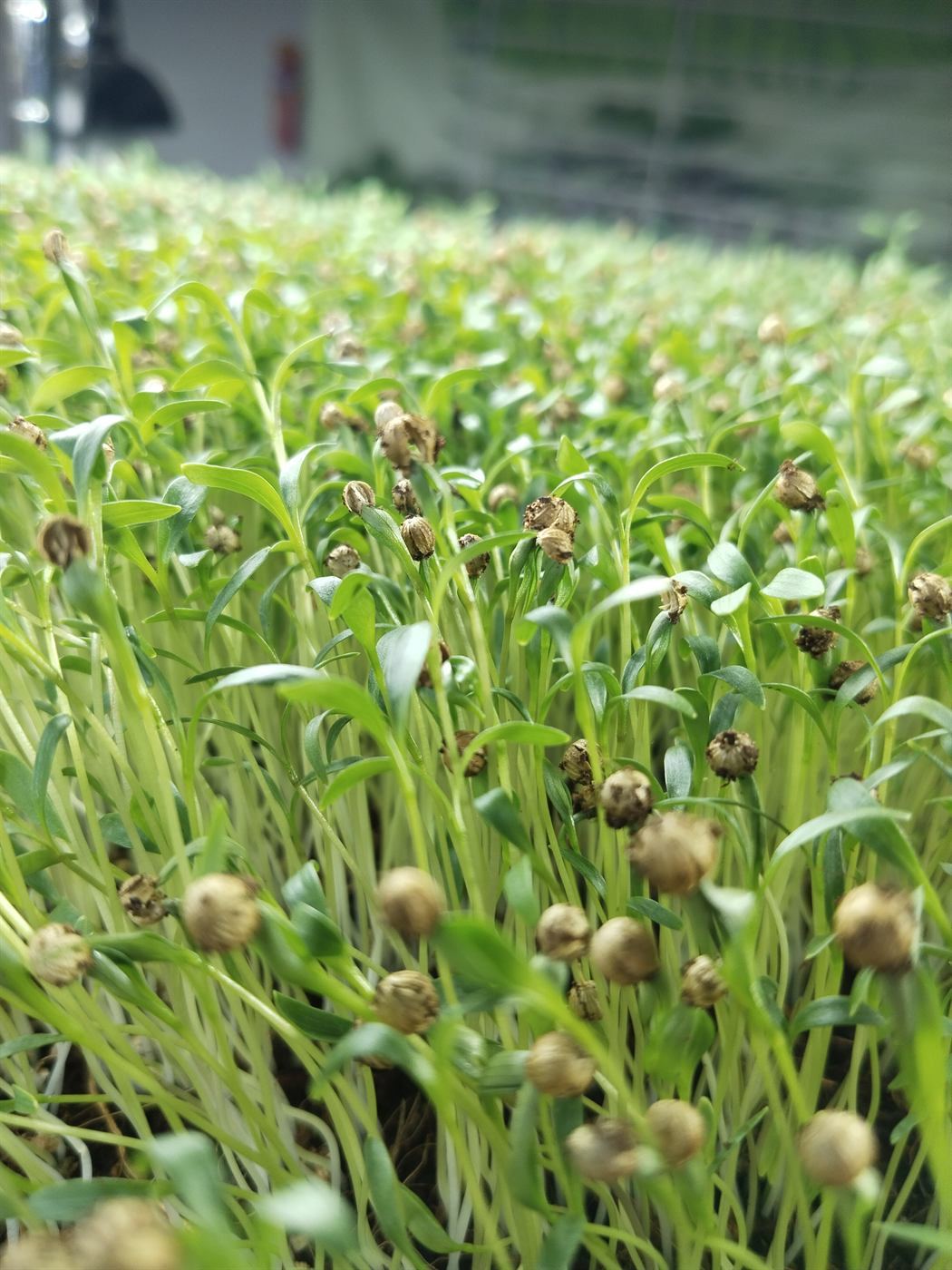 Seed-to-Food Learning