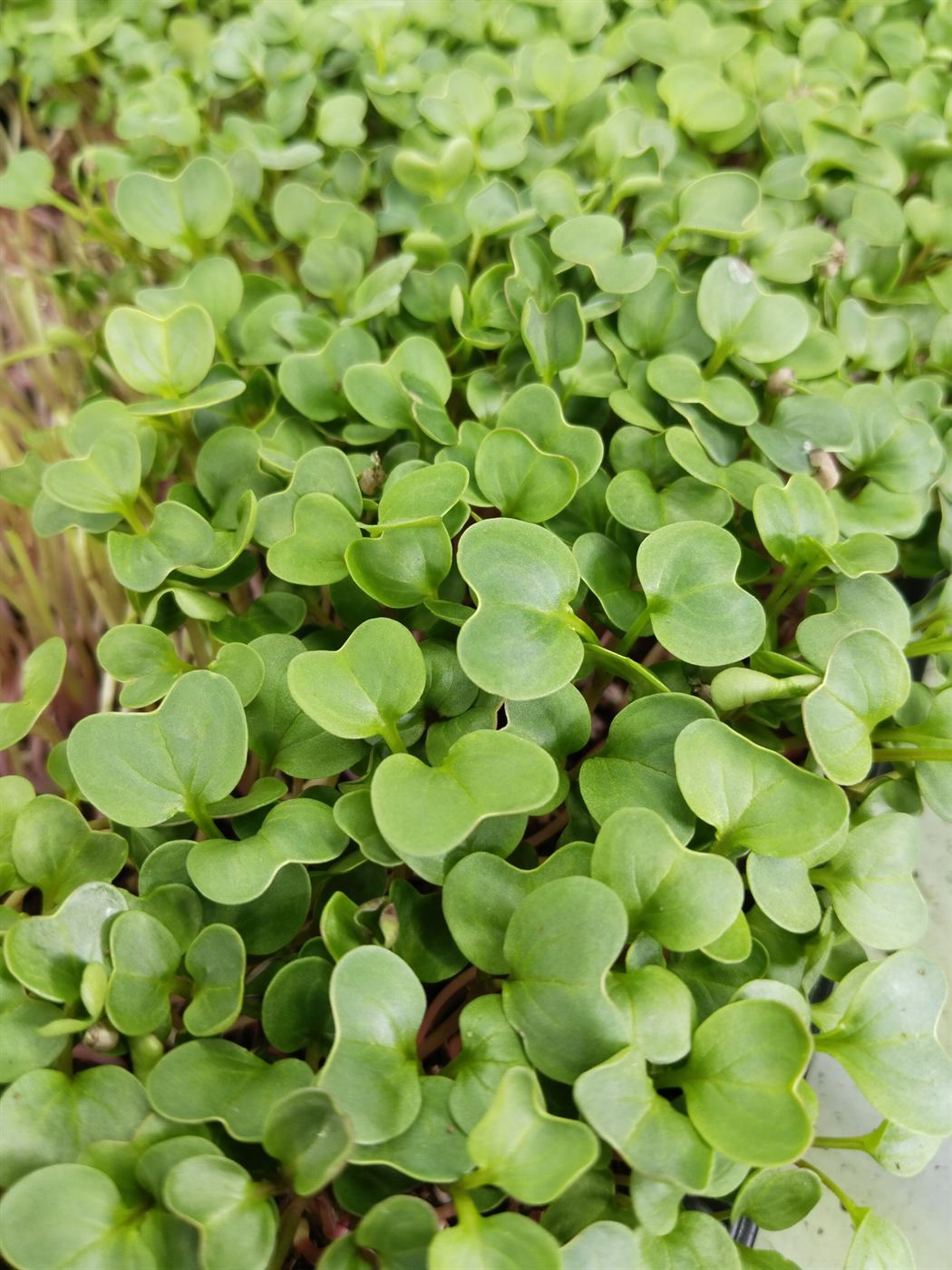 Harvest-ready Greens
