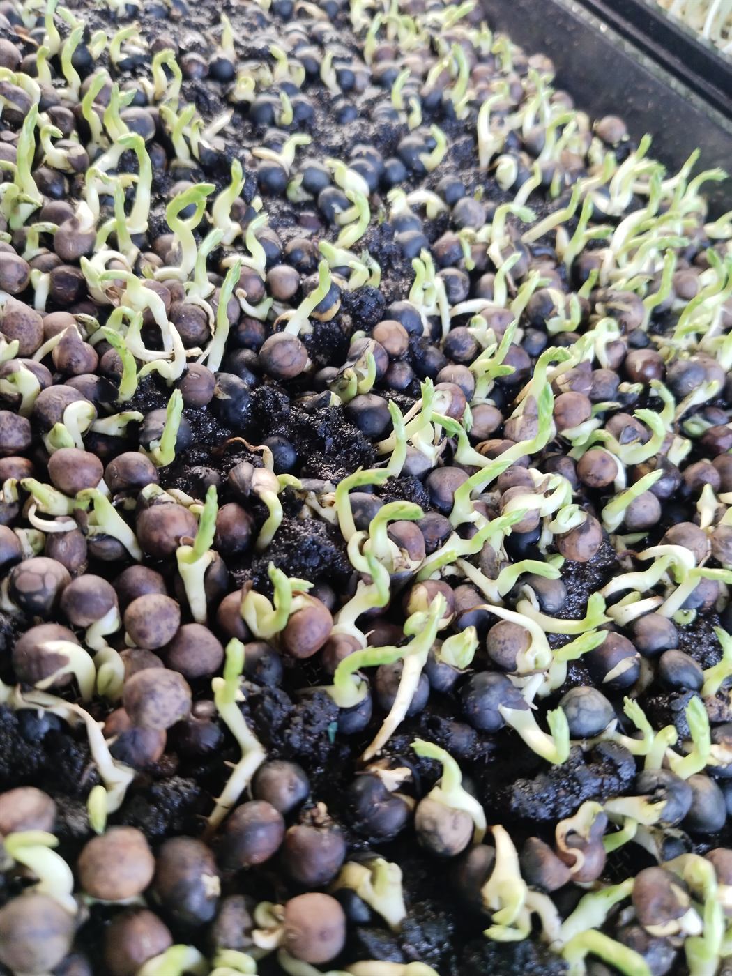 Sprouting Fundamentals