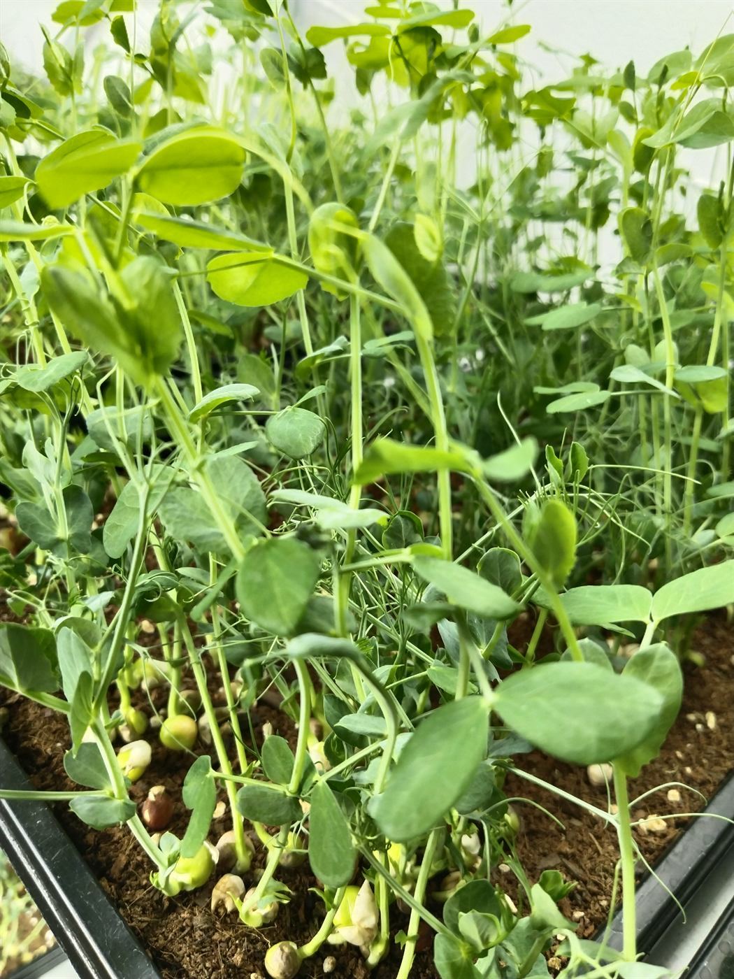Pea Shoot Education