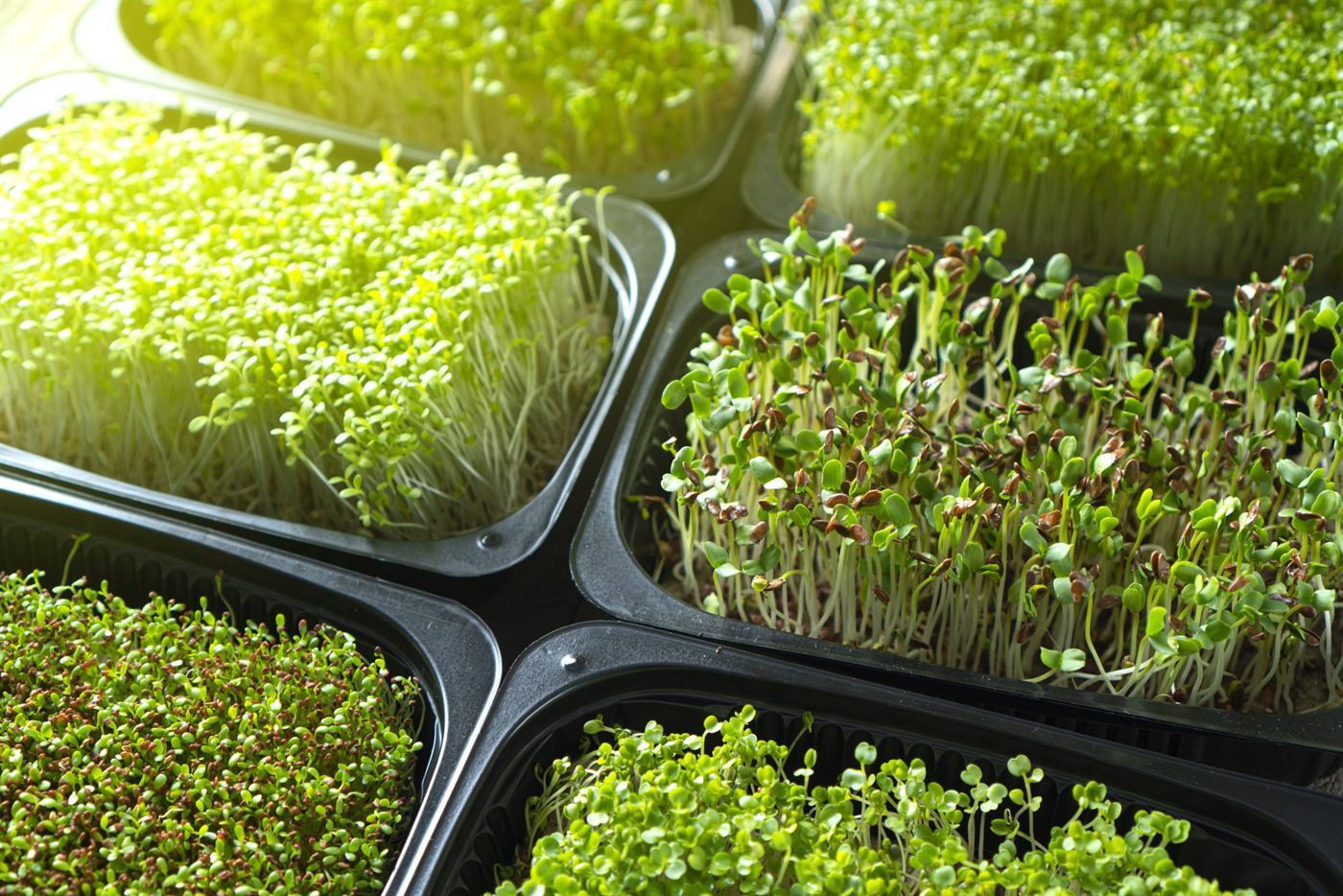 Microgreen Program Impact
